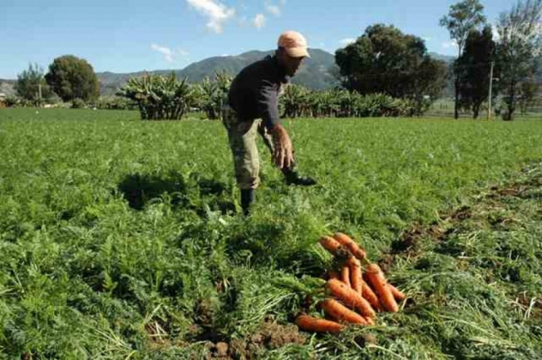 Poder Ejecutivo autoriza instituciones públicas a comprar cosechas a pequeños agricultores