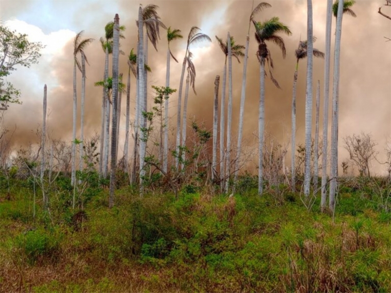 Incendios continúan afectando foresta dominicana