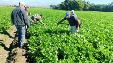 Ministerio de Agricultura supervisa siembra de habichuela en la provincia San Juan