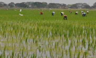 Arroz, Subsistencia, Subsidios y RD-CAFTA