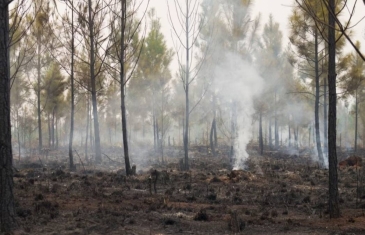 Incendio forestal en Alto Bao lo atribuyen a hechos vandálicos