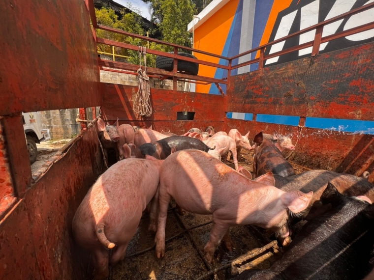 PN atrapa hombre admitió robó 42 cerdos en el municipio Monción