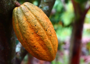 Agricultura impulsa proyecto de semillas de cacao en Puerto Plata