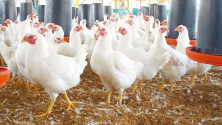 Avicultores garantizan producción para Navidad y Año Nuevo